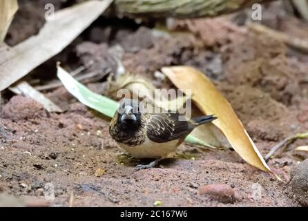 A White-rumped Munia (Lonchura striata) standing on the bank of a shallow stream in the forest in Thailand Stock Photo
