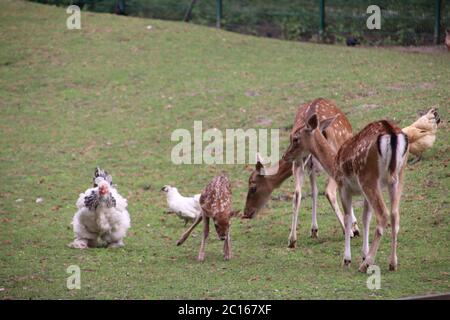 Young baby deer, fawn, was born at a municipal deer park in Nieuwerkerk aan den IJssel in the Netherlands Stock Photo
