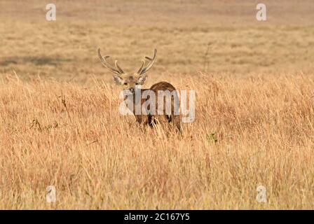 Indian Hog Deer (Hyelaphus porcinus) stag standing in the long grass in North Eastern Thailand Stock Photo