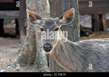 A young female Sambar Deer (Rusa unicolor) close to the headquarters of a wildlife sanctuary in Thailand Stock Photo