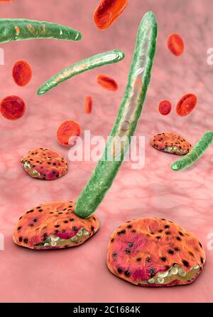 3d illustration of blood cells, plasmodium causing malaria illness Stock Photo