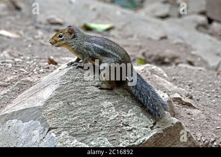 A Berdmore's Ground Squirrel (Menetes berdmorei) on a large rock on the forest floor in Western Thailand Stock Photo