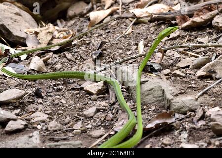 A large Oriental Whip Snake (Ahaetulla prasina) leaving after drinking from a forest pool in Western Thailand