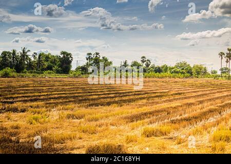 Landscape panorama of Burned paddy field. Global warming environment pm2.5. Stock Photo