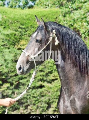 portrait of pure-bred  Andalusian grey  stallion. Spain Stock Photo