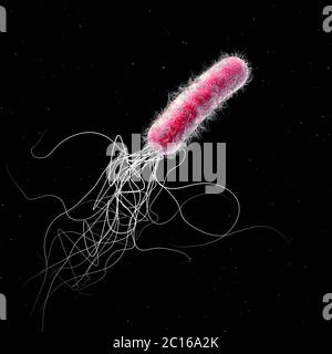 Single red colored multiple antibiotic resistant Pseudomonas aeruginosa bacterium - 3d illustration Stock Photo