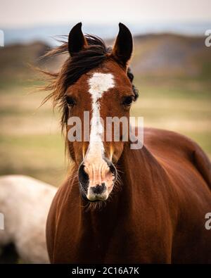 Welsh mountain pony Stock Photo