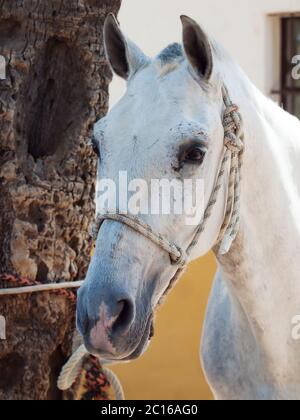 portrait of beautiful Andalusian white horse. close up Stock Photo