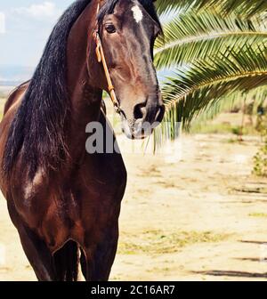 portrait of Andalusian bay stallion Stock Photo