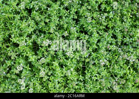 Thyme plant background. Green thyme leaves pattern. Herbal background. Stock Photo