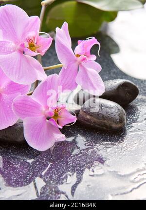 Spa stones and pink orchid on gray background. Stock Photo