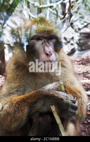Barbary macaque, Barcelona zoo, Barcelona, Spain. Stock Photo