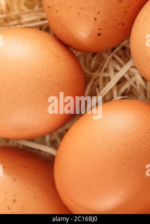 closeup on fresh eggs in a nest Stock Photo