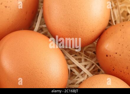 closeup on fresh eggs in a nest Stock Photo
