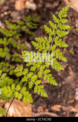 Upside Down Fern (Arachniodes standishii) Stock Photo