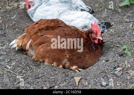 Freerange hens dust bathing in back garden. British Isles