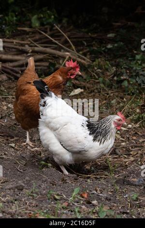 Light Sussex and Brown hybrid chicken free range in back garden. British Isles Stock Photo