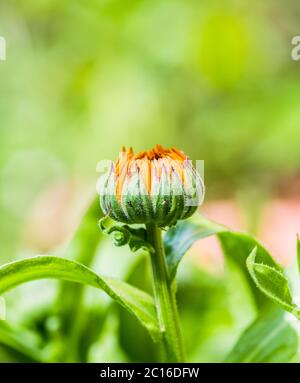 calendula officinalis Or pot marigold or common marigold flower bud Stock Photo