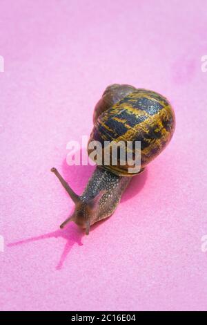 Snail crawling on a colorful pastel background, pink yellow paper, beautiful macro shot of a wild animal, cute snail with house and hard shadows Stock Photo