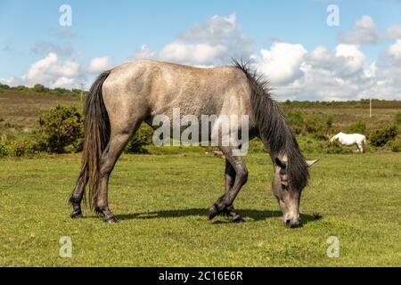 Burley, UK. Sunday 14 June 2020. A New Forest Pony grazes near Burley in Hampshire on a sunny summers day. Credit: Thomas Faull/Alamy Live News Stock Photo