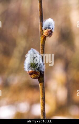 Willow branch with catkins, spring background with willow buds Stock Photo