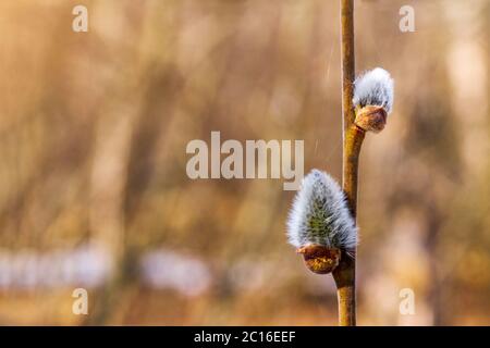 willow branch with catkins, spring background with willow buds. Copy space for text Stock Photo