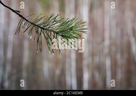 pine branch with water drops on needles, spruce after rain. Stock Photo