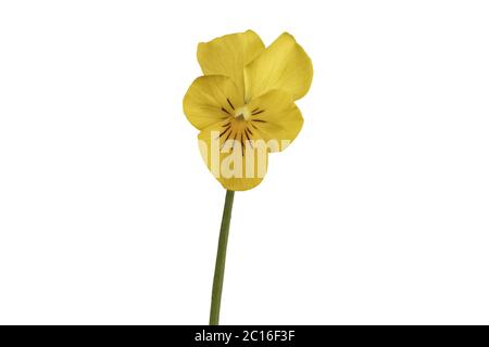 Yellow pansy flower on a white background Stock Photo