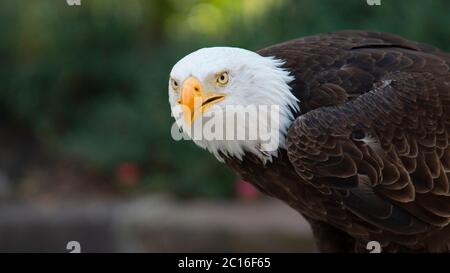 Approach to the head of an Bald Eagle seen from the side facing the camera with the background of unfocused trees. Scientific name: Haliaeetus leucoce Stock Photo