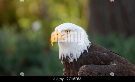 Approach to the head of an Bald Eagle seen from the side with unfocused trees background. Scientific name: Haliaeetus leucocephalus Stock Photo