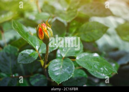 unopened rose bud on a green background of leaves in sunlight, selective focus Stock Photo