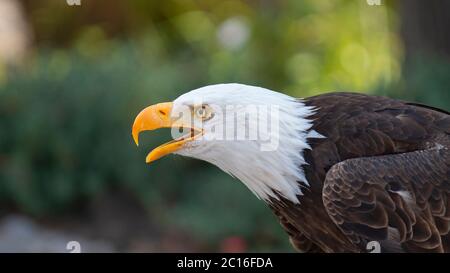 Approach to the head of an Bald Eagle seen from the side with the beak open with background of defocused trees. Scientific name: Haliaeetus leucocepha Stock Photo