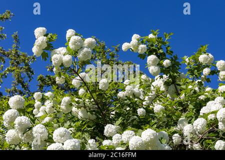 White flowers of snowball tree (Viburnum opulus) against clear blue sky, also known as guelder rose, water elder, cramp bark, European cranberry bush Stock Photo