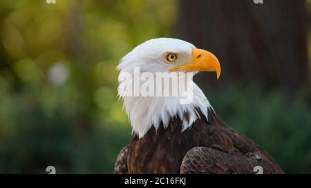 Approach to the head of an Bald Eagle seen from the front looking to the right with unfocused trees background. Scientific name: Haliaeetus leucocepha Stock Photo