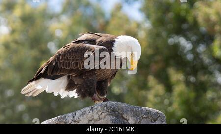Bald Eagle standing on the edge of a stone wall looking down with a background of unfocused trees. Scientific name: Haliaeetus leucocephalus Stock Photo