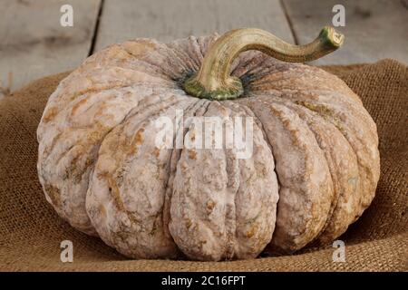 pumpkin on sack. Stock Photo