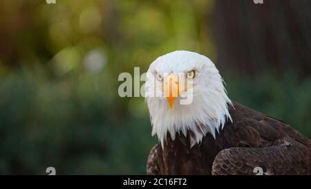 Approach to the head of an Bald Eagle seen from front looking towards the camera with background of unfocused trees. Scientific name: Haliaeetus leuco Stock Photo