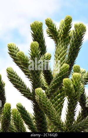 Chilenische Araukarie, Monkey tail tree, Araucaria araucana Stock Photo ...