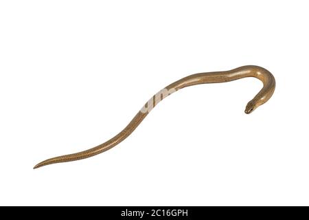 Slow worm (Anguis fragilis) on a white background Stock Photo
