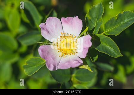 Rosa canina - dog rose - beautiful single yellow-pink flower and green leaves, close up view Stock Photo