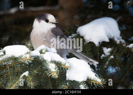 A Canada Jay aka Gray Jay or "whisky jack" pauses in a snow-covered pine tree at Algonquin Provincial Park in Ontario, Canada. Stock Photo
