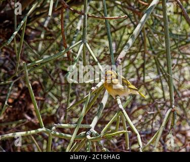 canary; finch family; small yellow bird; conical beak; red eye; wildlife; animal; nature; sitting in tree; sun, shade, Oldupai Gorge; Olduvai; UNESCO Stock Photo