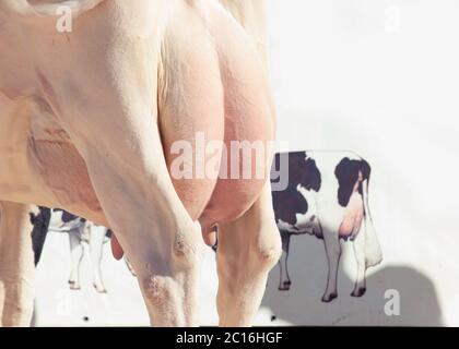 cow udder. outdoor Stock Photo