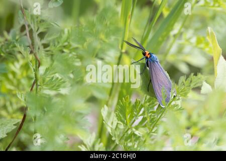 A Virginia Ctenucha moth in the Don River Valley of Toronto, Ontario. Stock Photo