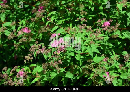 Japanese meadowsweet, Japanese spiraea, Spiersträucher, Spiraea japonica, japán gyöngyvessző Stock Photo