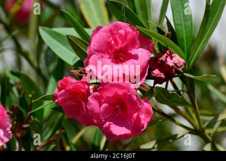 Oleander, Laurier-rose, Nerium oleander, leander Stock Photo