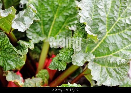 Rhubarb growing on the flowerbed closeup Stock Photo