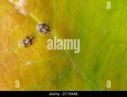 Macrophotography of Diaspididae insects on leaf vessel. Armored scale insects at home plants. Insects suck plant. Infested. Stock Photo