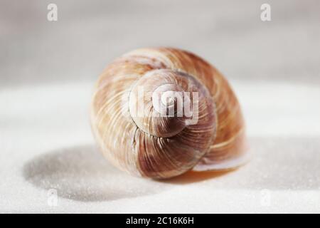 Arianta arbustorum is a medium-sized species of land snail, sometimes known as the copse snail , a terrestrial pulmonate gastrop Stock Photo