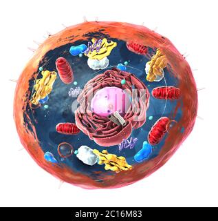 human cell components of an eukaryotic cell, nucleus and organelles and ...